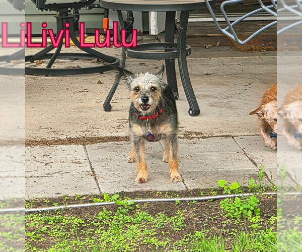 Medium Photo #21 Mutt Puppy For Sale in San Antonio, TX, USA