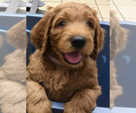Small Photo #2 Goldendoodle Puppy For Sale in SAINT PETERSBURG, FL, USA