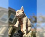 Small Photo #9 French Bulldog Puppy For Sale in BURBANK, CA, USA