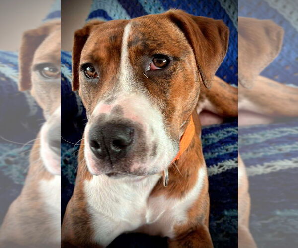 Medium Photo #2 American Staffordshire Terrier-Unknown Mix Puppy For Sale in Wenonah, NJ, USA