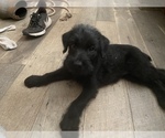 Small Photo #2 Schnauzer (Giant) Puppy For Sale in CLEVELAND, TX, USA