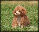 Small Photo #18 Poodle (Miniature) Puppy For Sale in COPPOCK, IA, USA