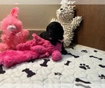 Small Photo #3 Poodle (Toy) Puppy For Sale in CEDAR CITY, UT, USA