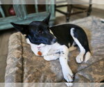 Small Photo #4 Mutt Puppy For Sale in Paso Robles, CA, USA