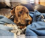 Small Photo #3 Labrador Retriever-Pug Mix Puppy For Sale in Mt. Laurel, NJ, USA
