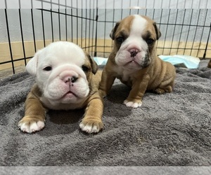 English Bulldog Puppy for Sale in STRATFORD, Oklahoma USA