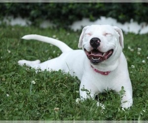 Thia - Female American Pit Bull Terrier-Unknown Mix Dog for Adoption - Photo #8