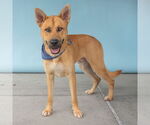 Small #1 German Shepherd Dog Mix