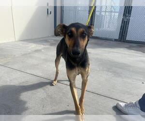 Doberman Pinscher-German Shepherd Dog Mix Dogs for adoption in HESPERIA, CA, USA