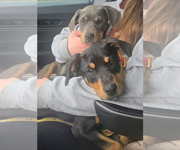 Medium Photo #2 Doberman Pinscher-Unknown Mix Puppy For Sale in Minneaoplis, MN, USA