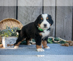 Small #2 Bernese Mountain Dog