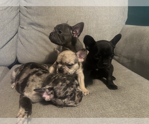 French Bulldog Litter for sale in LAMAR, MO, USA
