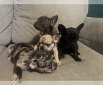 Small French Bulldog