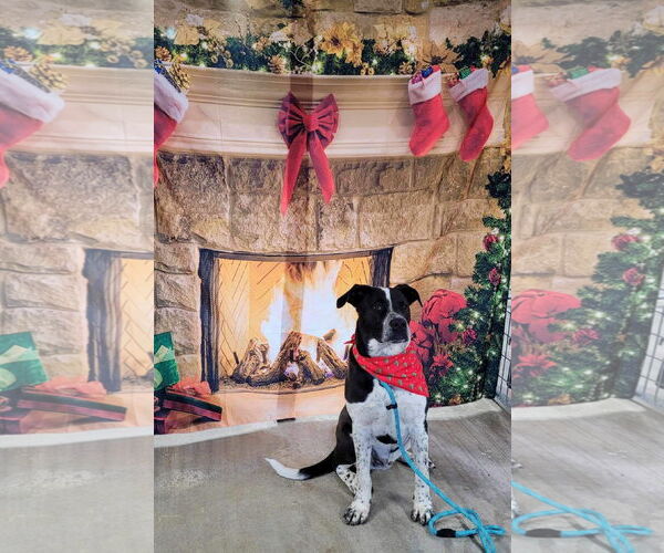 Medium Photo #7 Labrador Retriever-Red Heeler Mix Puppy For Sale in Stover, MO, USA