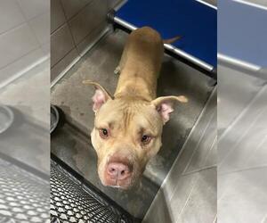 Mutt Dogs for adoption in Stockton, CA, USA