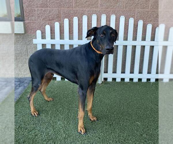 Medium Photo #1 Doberman Pinscher Puppy For Sale in Modesto, CA, USA