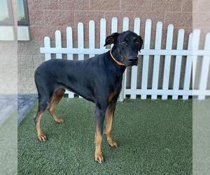 Doberman Pinscher Dogs for adoption in Modesto, CA, USA