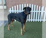 A615631 - Male Doberman Pinscher Dog for Adoption - Small photo