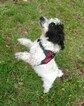 Small #1 Jack Russell Terrier-Poodle (Standard) Mix