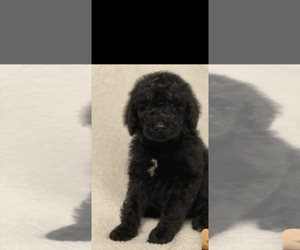 Goldendoodle Puppy for sale in BARRETT PARKWAY, GA, USA