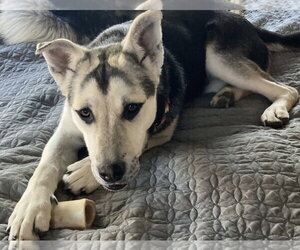 Holly - Female Siberian Husky-Unknown Mix Dog for Adoption - Photo #2