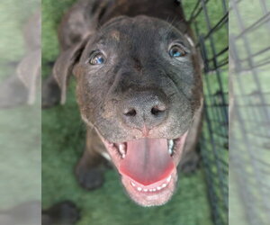 Kevin Malone (The Office Litter) - Male Staffordshire Bull Terrier-Unknown Mix Dog for Adoption - Photo #7