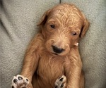 Small Photo #7 Goldendoodle Puppy For Sale in CAPE CORAL, FL, USA
