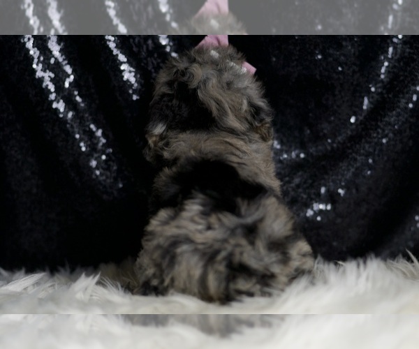 Medium Photo #7 Poodle (Miniature) Puppy For Sale in WARSAW, IN, USA