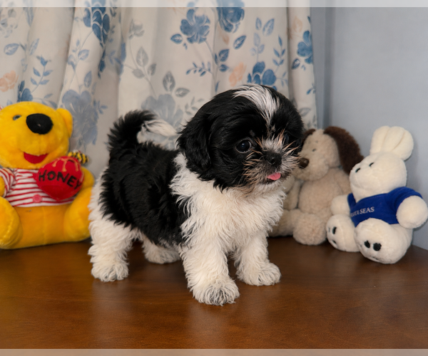 Medium Photo #19 Shih Tzu Puppy For Sale in DURHAM, CT, USA