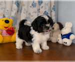 Small #18 Shih Tzu