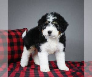 Miniature Bernedoodle Puppy for sale in DALTON, OH, USA