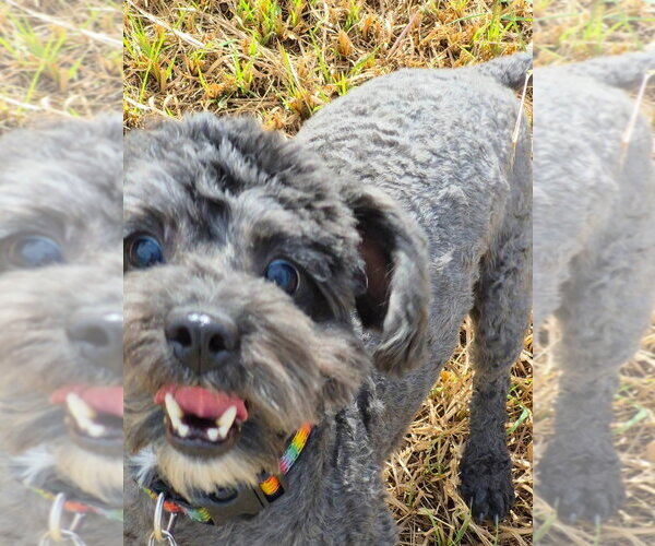 Medium Photo #1 Mutt Puppy For Sale in Salt Lake City, UT, USA