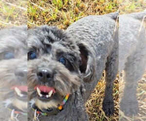 Mutt Dogs for adoption in Salt Lake City, UT, USA