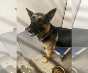German Shepherd Dog Dogs for adoption in Stockton, CA, USA