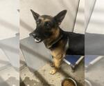 Small German Shepherd Dog