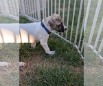 Small #6 Labrador Retriever Mix