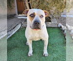 Small #2 American Staffordshire Terrier-Mastiff Mix