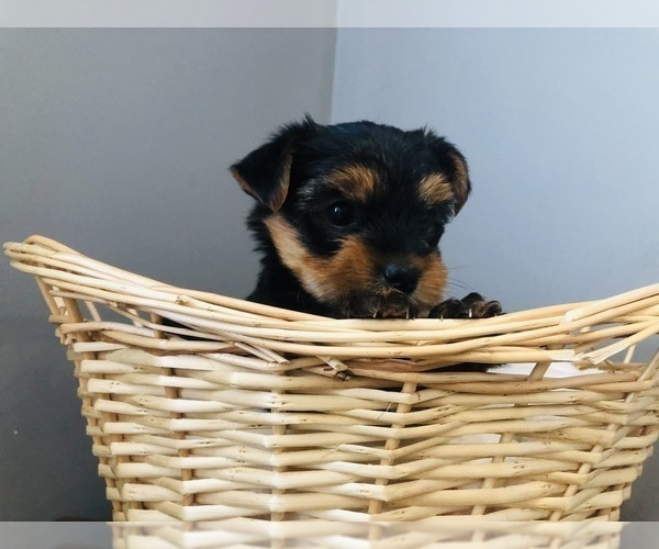 Medium Photo #19 Yorkshire Terrier Puppy For Sale in BRENTWOOD, TN, USA