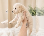 Small #2 Maltipoo (Miniature)