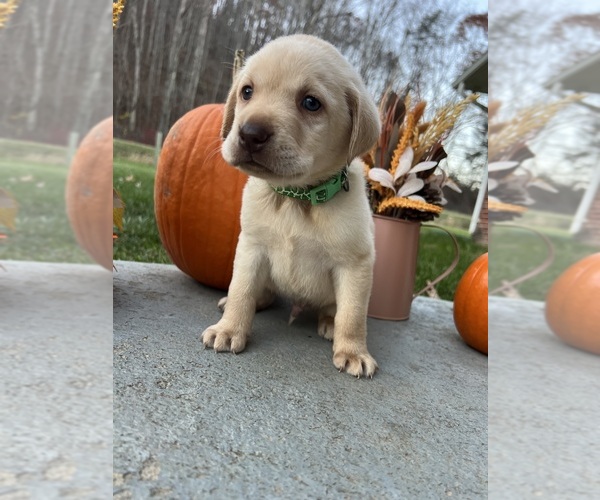 Medium Photo #12 Labrador Retriever Puppy For Sale in NEOLA, WV, USA