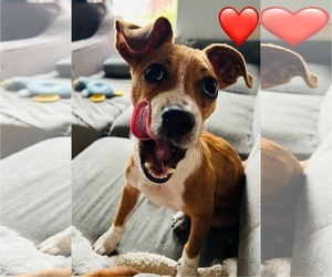 Chihuahua-Unknown Mix Dogs for adoption in Dallas, TX, USA