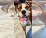 Small #9 Boxer