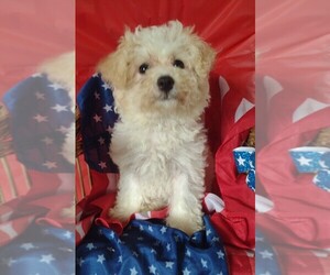 Cavachon Puppy for sale in PARKER, PA, USA