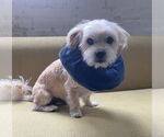 Small Photo #14 Mutt Puppy For Sale in Philadelphia, PA, USA