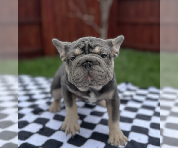 Medium Photo #6 French Bulldog Puppy For Sale in SACRAMENTO, CA, USA