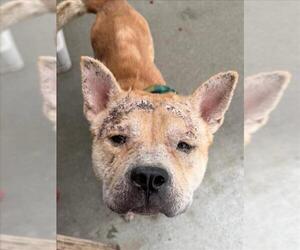 Chow Chow Dogs for adoption in Tulsa, OK, USA