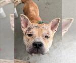 MO - Male Chow Chow Dog for Adoption - Small photo