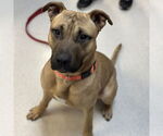Small #3 Black Mouth Cur Mix