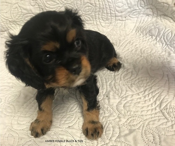 Medium Photo #1 Cavalier King Charles Spaniel Puppy For Sale in WILMINGTON, NC, USA