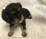 Small Photo #1 Cavalier King Charles Spaniel Puppy For Sale in WILMINGTON, NC, USA